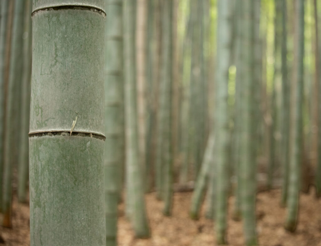 Bamboo Forest in Kyoto